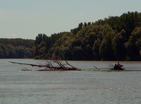 in der Donau schwimmen ganze Bäume