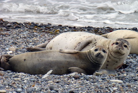 Robben Helgoland