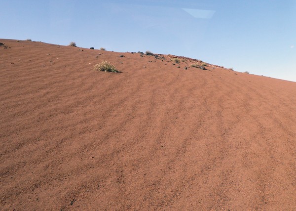 Timanfaya Vegetation